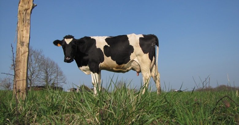70% das Doenças São de Origem Animal Segundo Relatório da ONU