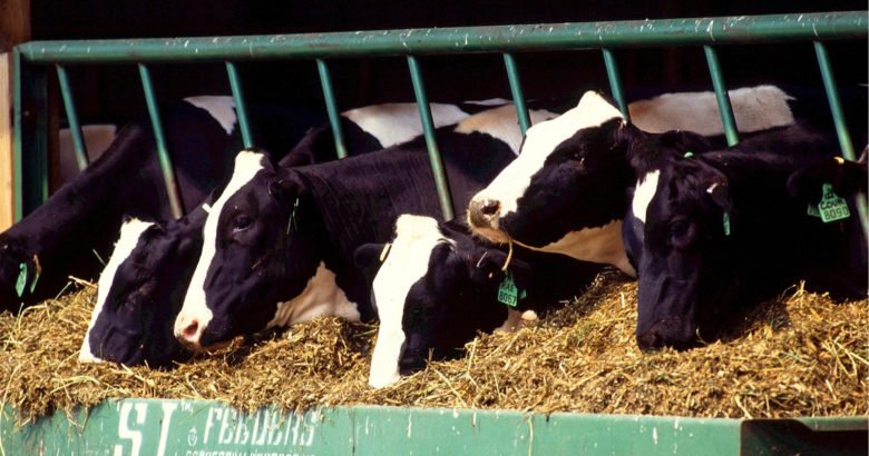 veganismo - vacas