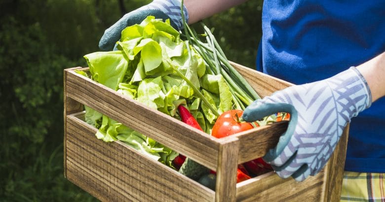 doenças relacionadas a agrotóxicos | Homem, segurando, fresco, legumes orgânicos, em, crate