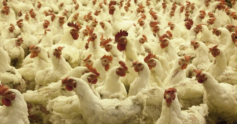 veganismo - frango