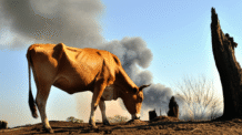 Veganismo e Clima: Sua Comida Pode Salvar o Planeta?