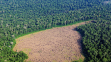 Salve o Planeta com um Prato: Veganismo e a Biodiversidade