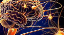 Veganismo e Neuroplasticidade: Transforme Seus Hábitos e Abrace um Futuro Vegano